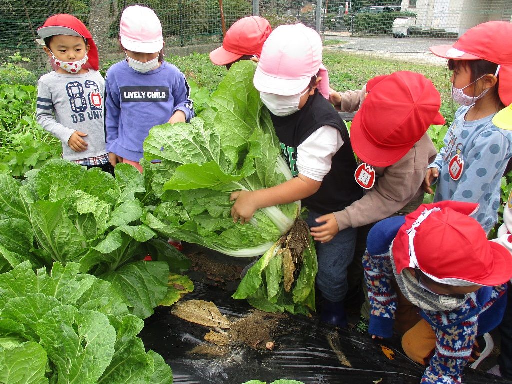 野菜収穫写真