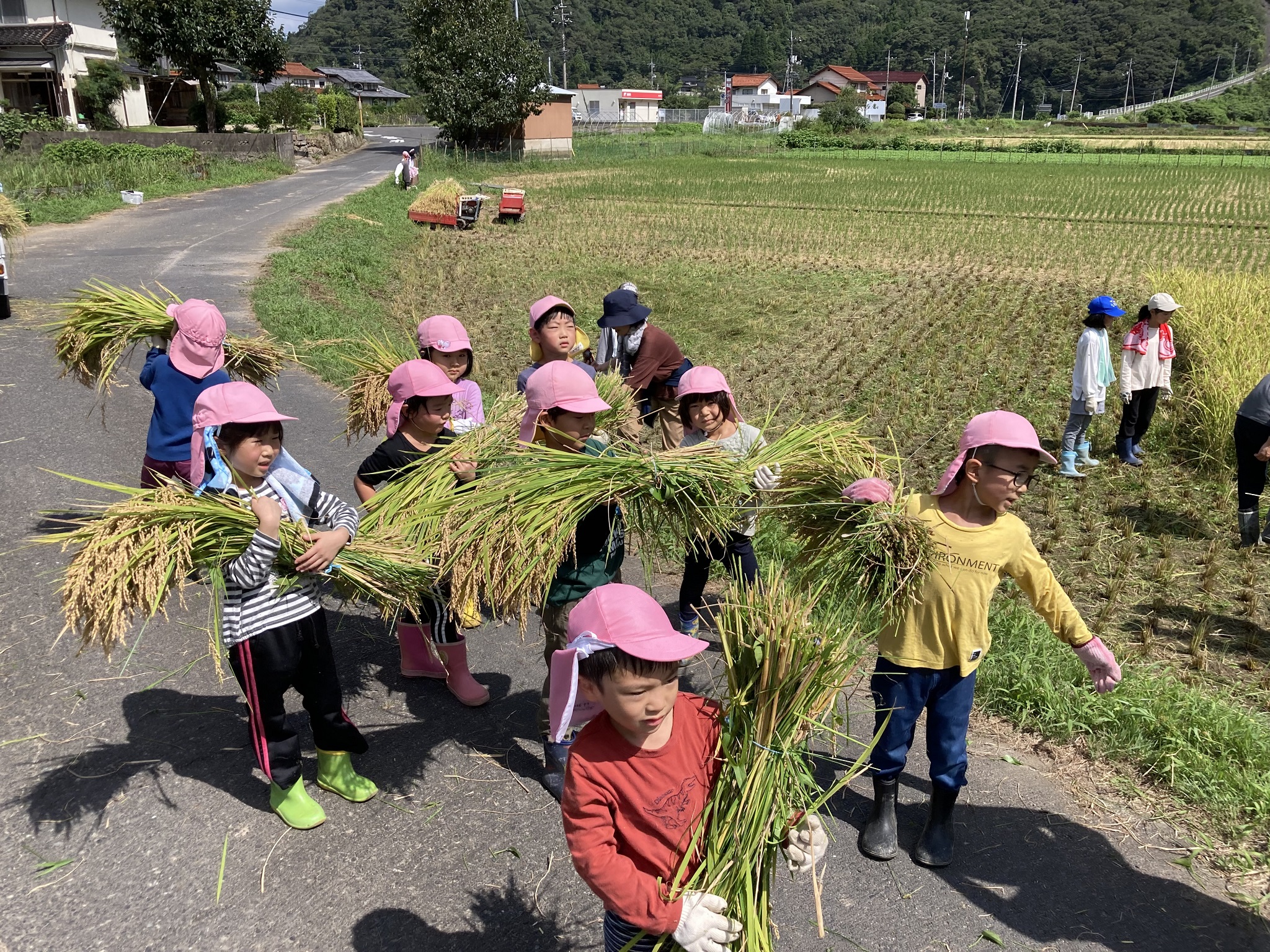 稲刈りの写真　稲を運ぶ年長児