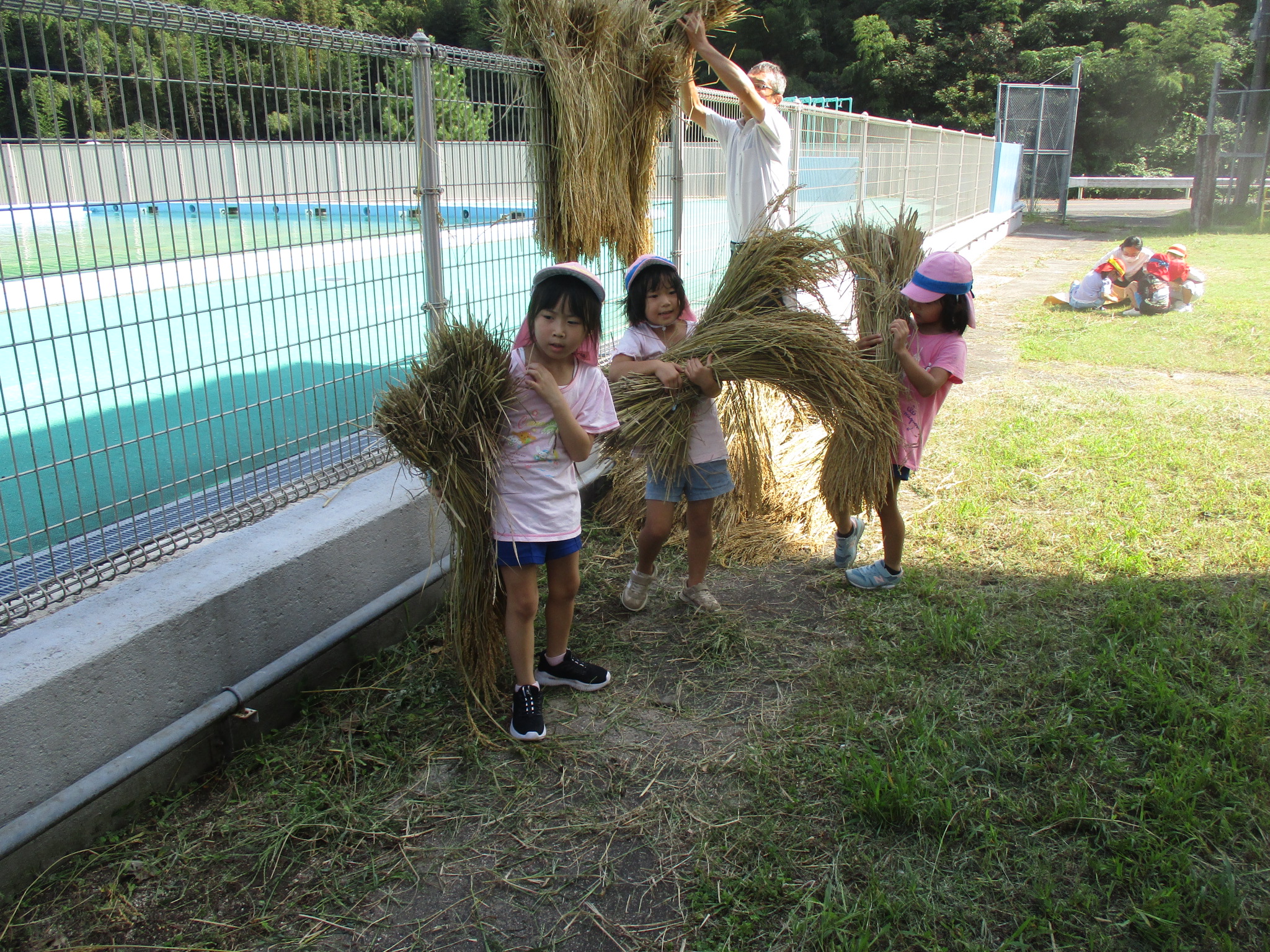 脱穀写真　稲を運ぶ園児