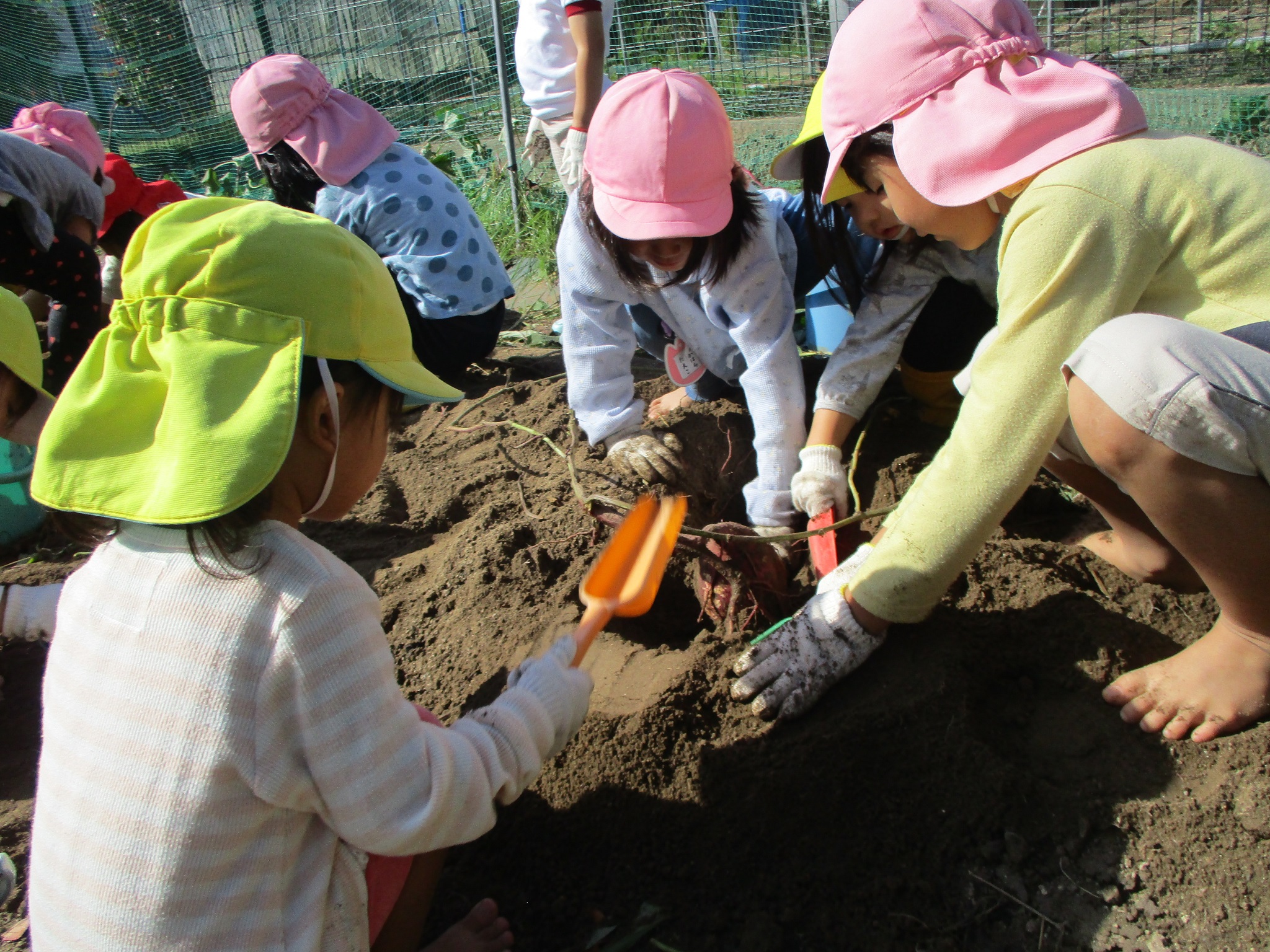 芋掘りの写真　芋を掘る園児たち