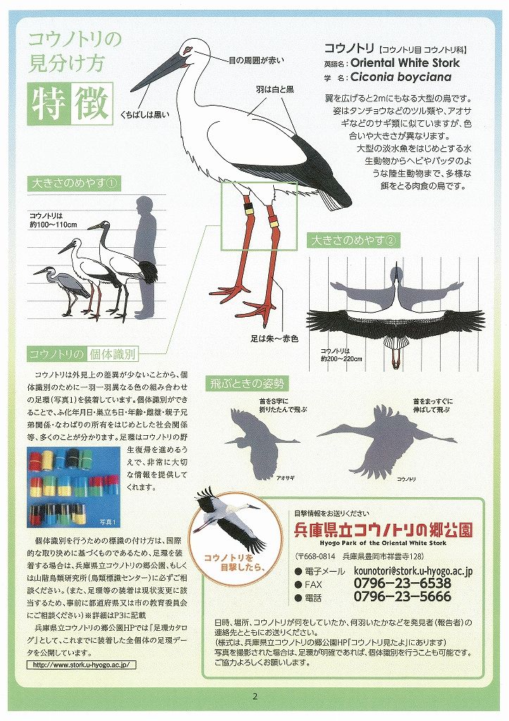 コウノトリの見分け方