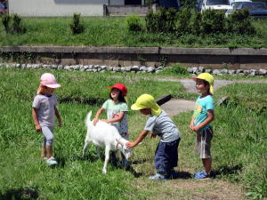 やぎ部2018年6月