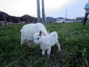 やぎ部4月14日