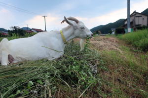 2022年8月のももこ