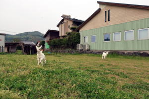 2022年4月のももこ