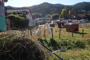 2023年11月のももこ