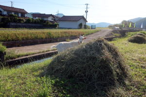 2023年5月のももこ