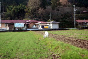 2024年12月のももこ