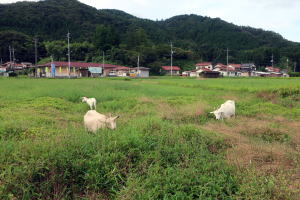 2022年8月のももこ