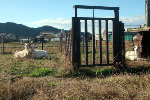 2025年12月のももこ