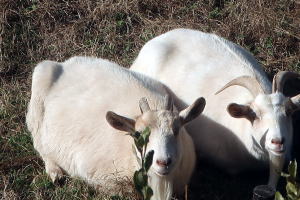 2025年12月のももこ