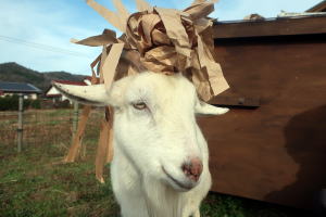 2025年12月のももこ