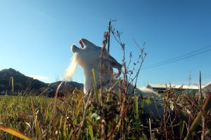 2025年11月のももこ