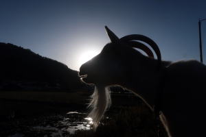 2025年11月のももこ