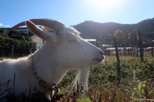 2025年11月のももこ