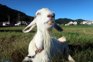 2025年10月のももこ