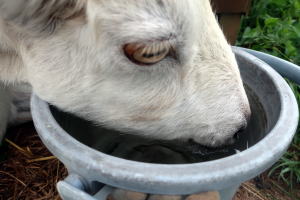 ２０２５年９月のももこ