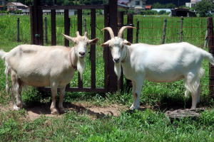 2025年7月のももこ