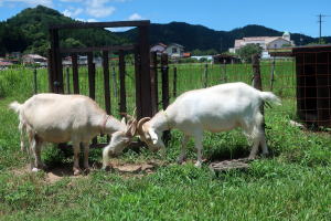 2025年7月のももこ