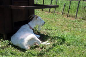 2025年7月のももこ