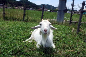 2025年6月のももこ