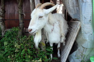 2025年5月のももこ