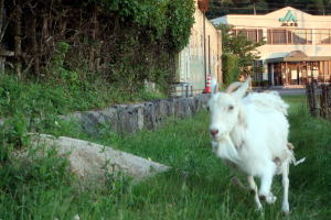 2025年5月のももこ