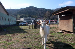 ２０２５年３月のももこ