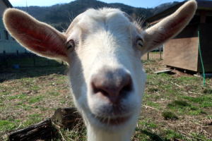 ２０２５年３月のももこ