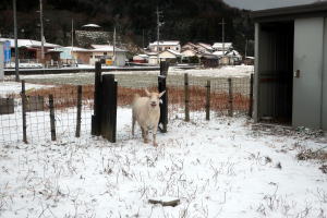 ２０２５年２月のももこ