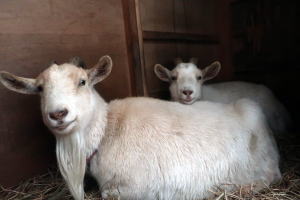 ２０２５年２月のももこ