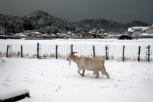 ２０２５年２月のももこ