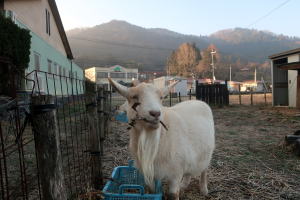 2025年2月のももこ