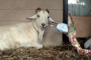 ２０２５年１月のももこ