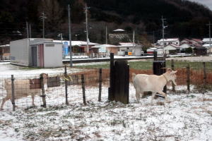 2025年1月のももこ