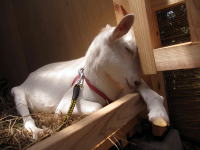 �����Ɩ���