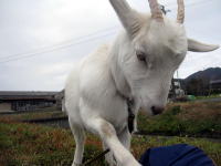 ������Ƃ�����ƁA�˂��˂�