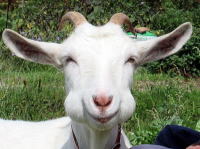 �Ȃ��̔��΂�