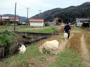 2023年12月やぎ部