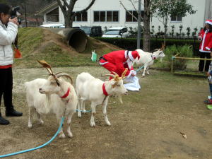 2023年12月やぎ部