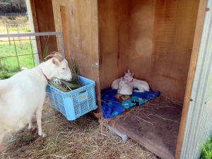 やぎ部2020年5月