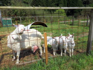 やぎ部2020年5月