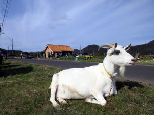 やぎ部2019年11月