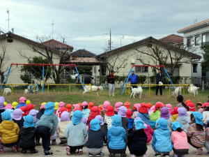 やぎ部2019年11月