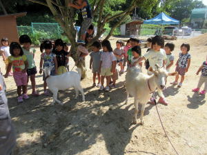 やぎ部2019年6月