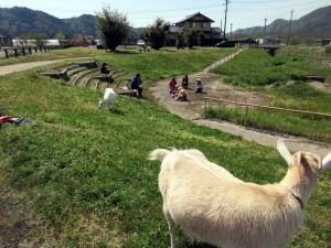 やぎ部2019年4月