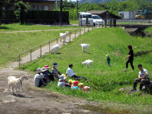 やぎ部2018年6月