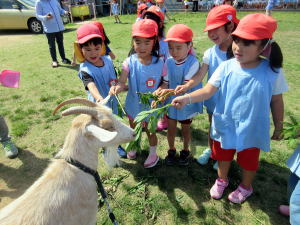 やぎ部2018年6月
