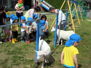 やぎ部2018年6月