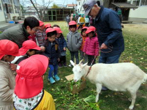 ヤギ部11月20日
